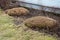 Spring pruning of grasses and perennials is good for their growth done in March at the latest. a wild duck watches the work. park