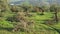 Spring pruning of Olive Trees