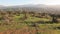 Spring pruning of Olive Trees