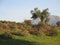 Spring pruning of Olive Trees