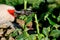 Spring pruning of a rose bush