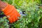 Spring pruning roses in the garden, gardener`s hand with secateur