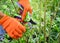 Spring pruning roses in the garden, gardener`s hands with secateur