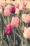 Spring, a public city park tulips - vertical image