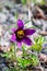 In the spring, Pulsatilla vulgaris flower Anemone pulsatilla