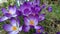 Spring purple crocuses flowering blooming 2