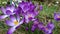 Spring purple crocuses flowering blooming 3