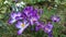 Spring purple crocuses flowering blooming