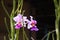 spring purple flower