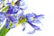 Spring purple flowers irises