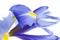 Spring purple flowers irises