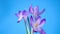 Spring purple little crocus flowers isolated on blue