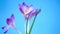 Spring purple little crocus flowers isolated on blue