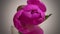 Spring purple Peony flower opening timelapse. floral background in motion