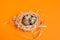 Spring. Quail eggs in a straw nest on the orange background