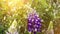 Spring rain and lupine wildflowers, nature macro close up