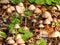 Spring rain mushrooms sprouting up under trees in NYS