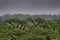 Spring rains fall on an orchard