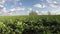 Spring rapeseed canola field and clouds. timelapse 4K