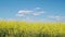 Spring rapeseed field in Cowra Town of Australia, charming rural scene