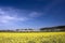 Spring rapeseed fields