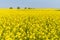 Spring rapeseed flower field