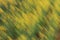 Spring rapeseed flowers background