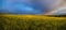 Spring rapeseed yellow blooming fields