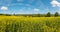 Spring rapeseed yellow blooming fields