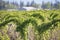 Spring Raspberry Field