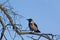 In the spring, a raven bird sat on a tree branch.