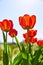 Spring red flower tulips bunch dutch flowers