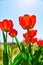 Spring red flower tulips bunch dutch flowers