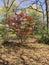 Spring red maple tree in Anne Arundel county in Maryland