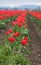 Spring red tulips in bloom landscape