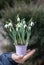 spring revival, early blooming spring delicate snowdrop flowers in a small bucket in a child\\\'s hand