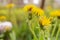 spring ripening dandelion flower in sunlight sunrise, light gentle background, spring