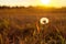 Spring ripening dandelion flower in sunlight sunrise, light gentle background, spring