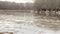 Spring river with dirty brown water and ice. floating of ice