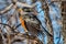 A spring robin cleaning and preening in the scrub oaks spreading its wings