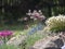 Spring rock garden in full bloom with Pulsatilla pratensis purple violet flowers, pink Phlox, Armeria maritima, sea