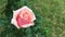 Spring rose blossoming out in family garden time lapse