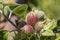 Spring rosehips, green leaves, blurred background