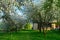 Spring rural garden. Beautiful green grass and blossom cherry trees. Farmland in may spring time
