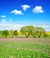 Spring rural landscape with blooming poppy field.