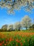 Spring rural landscape with blooming poppy field and trees in sunny day.