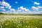 Spring rural landscape with a flowering flowers on meadow