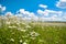 Spring rural landscape with a flowering flowers on meadow