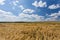 Spring rural landscape. Grain field