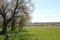 Spring rural landscape with a lonely tree on a grassy meadow in a foreground.